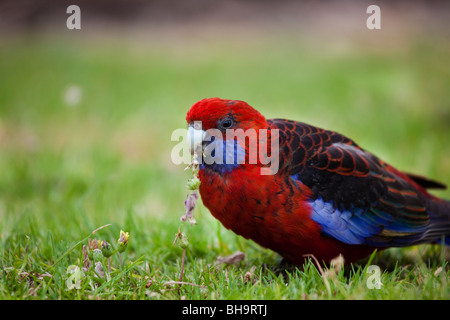 Crimson Rosella, Platycercus elegans elegans, presso il campeggio al fiume di marea, Wilsons Promontory National Park, Victoria Foto Stock