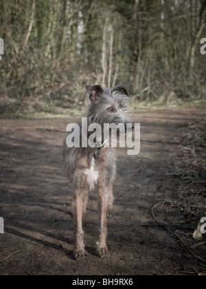 Un cane lurcher su un percorso nel bosco. Foto Stock