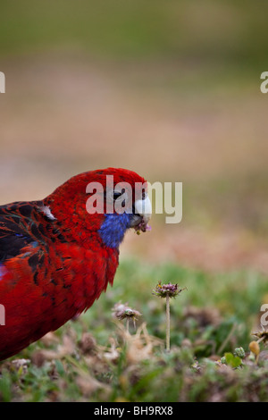 Crimson Rosella, Platycercus elegans elegans, presso il campeggio al fiume di marea, Wilsons Promontory National Park, Victoria Foto Stock