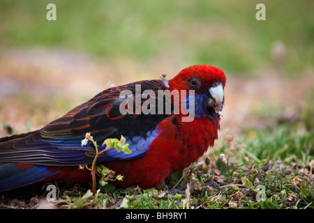 Crimson Rosella, Platycercus elegans elegans, presso il campeggio al fiume di marea, Wilsons Promontory National Park, Victoria Foto Stock