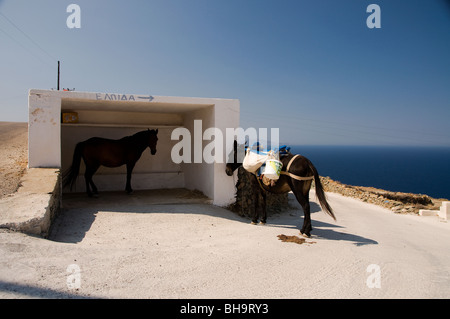 New Scenic 5 posti dall'isola cicladica di Folegandros in Grecia. Muli e asini sono ancora molto usato. Foto Stock