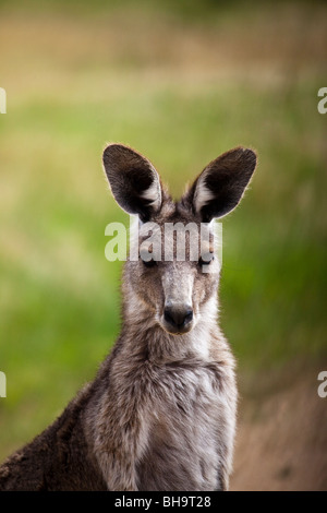 Orientale Canguro grigio, a Tom Groggins, Mount Kosciuszko National Park Foto Stock