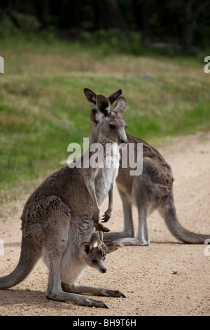 Grigio orientale Canguro con Joey nella sua custodia, a Tom Groggins, Mount Kosciuszko National Park Foto Stock