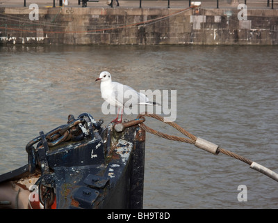 Testa nera Gabbiano, piumaggio invernale Foto Stock