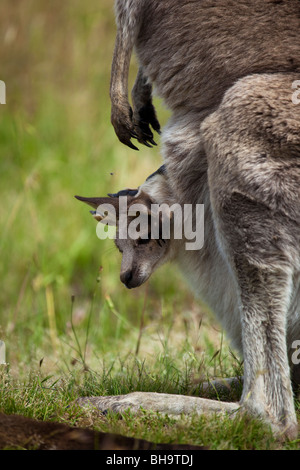 Orientale Canguro grigio, a Tom Groggins, Mount Kosciuszko National Park Foto Stock