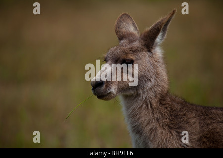 Orientale Canguro grigio di mangiare un pezzo di erba, a Tom Groggins, Mount Kosciuszko National Park Foto Stock