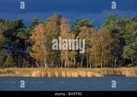 Isola di Bock, Western Pomerania Area Laguna National Park, Germania Foto Stock