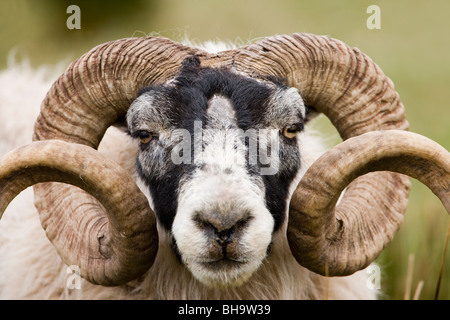 Scottish Black-di fronte pecore. Ovis aries. Ram o maschio; Islay, Scozia. Foto Stock