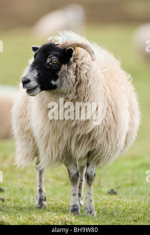 Scottish Black-di fronte pecore. Ovis aries. Islay, Scozia. Foto Stock