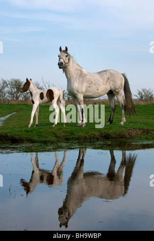 White Horse (Equus caballus) puledro e mare riflesso nell'acqua, Germania Foto Stock