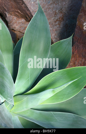 Agave attenuata contrastando contro uno sfondo di pietra Foto Stock