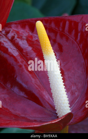 Anthurium rosso o 'Flamingo flower' (Anthurium andreanum ibrido) in fiore. Foto Stock