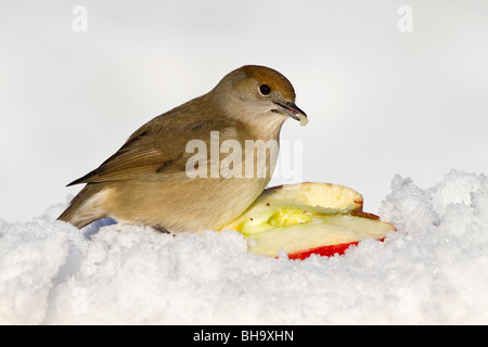 Capinera; Sylvia atricapilla; femmina nella neve Foto Stock