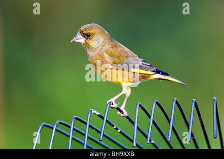 Verdone; Carduelis chloris; maschio sul prato rastrello Foto Stock