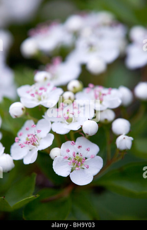 Biancospino; crategus monogyna; in fiore; la molla Foto Stock