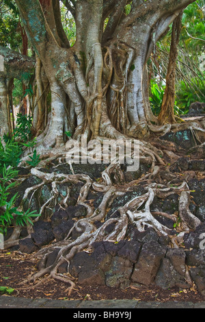 Radici esposte del Banyan Tree crescente sulla lava Foto Stock