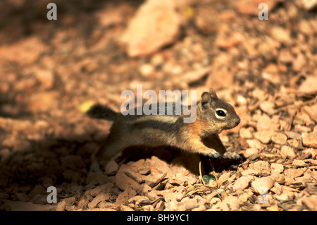 Scoiattolo striado, Bryce Canyon National Park nello Utah Foto Stock