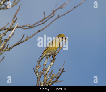 Femmina crossbill scozzese, Loxia scotica, Perthshire Scozia Scotland Foto Stock