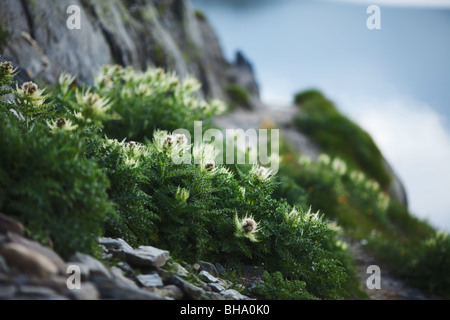 Passo del Grimsel in estate - il Cantone del Vallese, Svizzera Foto Stock