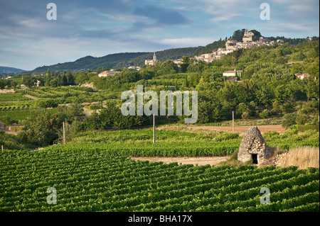 Vigneto, Bonnieux Luberon, Vaucluse (84), la Provenza, Francia Foto Stock