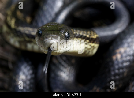 La linguetta nera di serpente di ratto Foto Stock