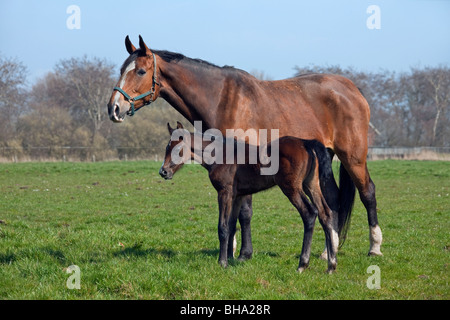 Holsteiner cavallo (Equus caballus) mare con puledro in campo, Germania Foto Stock