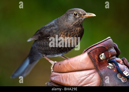 Merlo; Turdus merula; femmina sul vecchio boot a piedi Foto Stock