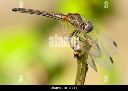 Gentile Hawker Aeshna miniscula dragonfly damselfly insetto insetto africano ali di volo macro close up uomo e natura volo nav Foto Stock