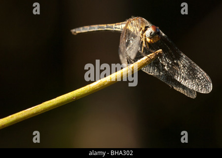 Gentile Hawker Aeshna miniscula dragonfly damselfly insetto insetto africano ali di volo macro close up uomo e natura volo nav Foto Stock