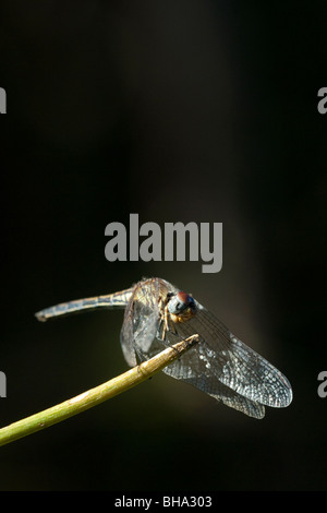 Gentile Hawker Aeshna miniscula dragonfly damselfly insetto insetto africano ali di volo macro close up uomo e natura volo nav Foto Stock