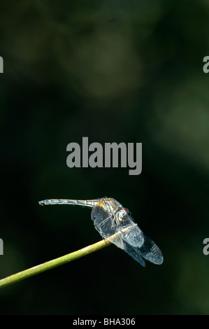 Gentile Hawker Aeshna miniscula dragonfly damselfly insetto insetto africano ali di volo macro close up uomo e natura volo nav Foto Stock