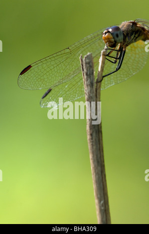 Gentile Hawker Aeshna miniscula dragonfly damselfly insetto insetto africano ali di volo macro close up uomo e natura volo nav Foto Stock