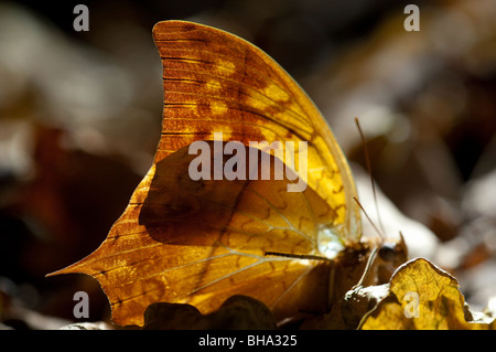 La Perla Charaxs è uno dello Zimbabwe più grandi e coloratissime farfalle. Foto Stock