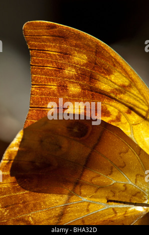 La Perla Charaxs è uno dello Zimbabwe più grandi e coloratissime farfalle. Foto Stock