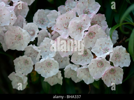 Kalmia Latifolia Myrtifolia Foto Stock