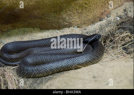 Inland taipan Oxyuranus microlepidotus Foto Stock