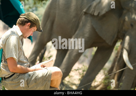 Turisti e per conoscere più da vicino la persona con un grande bull dell' elefante africano nello Zimbabwe il Parco Nazionale di Mana Pools. Foto Stock