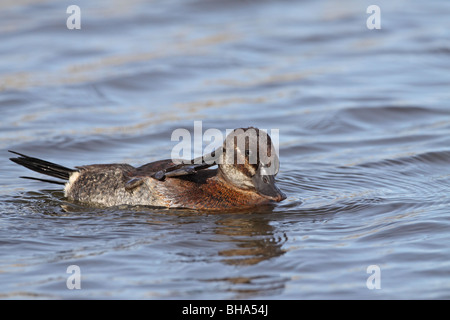 Il lago di anatra, Oxyura vittata preening femmina con piede nei pressi di El Calafate Foto Stock
