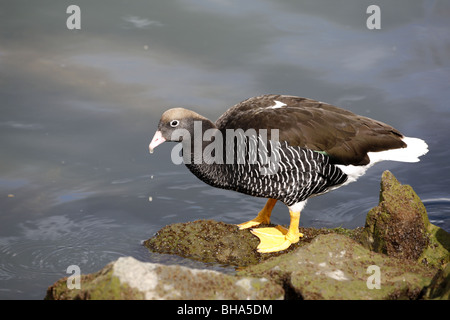 Kelp Goose, Chloephaga hybrida alimentazione femmina sul litorale Foto Stock