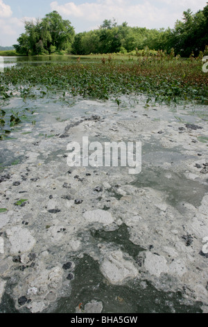 inquinamento delle acque Foto Stock