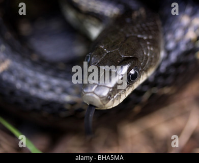 Volto vicino Black snake di ratto Foto Stock