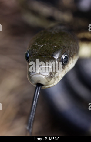 La linguetta nera di serpente di ratto Foto Stock