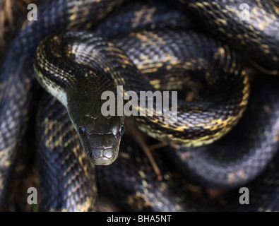 Linguetta di ratto nero odore di serpente Foto Stock