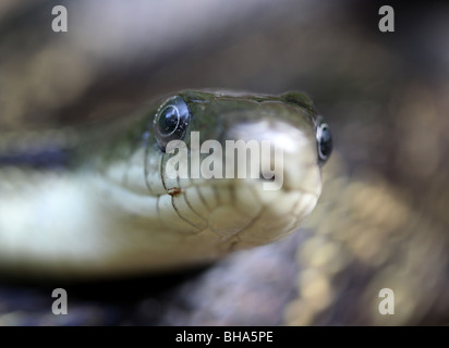 Volto vicino Black snake di ratto Foto Stock