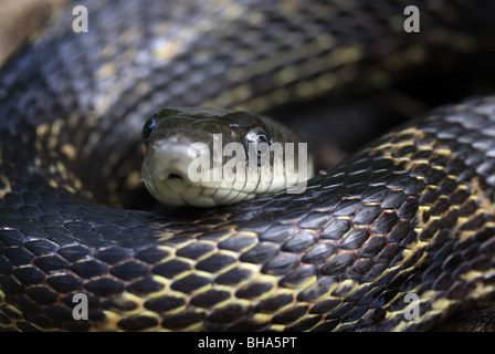 Volto vicino black rat snake s Foto Stock