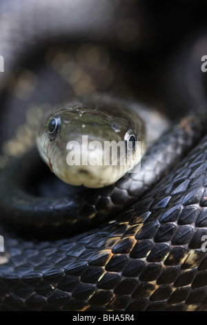 Volto vicino Black snake di ratto Foto Stock