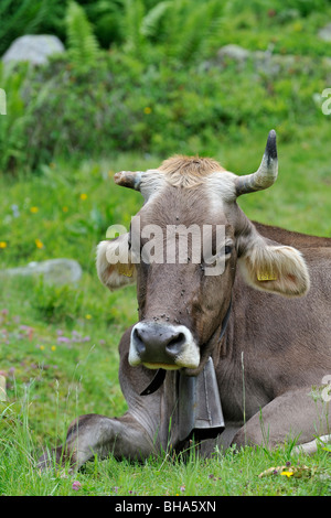 Ritratto di Bruna Alpina vacca (Bos taurus) con campanaccio e corno rotto nel prato, alpi svizzere, Svizzera Foto Stock