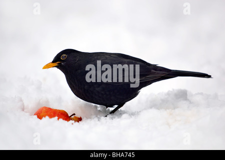 Merlo; Turdus merula; maschio una mela nella neve Foto Stock