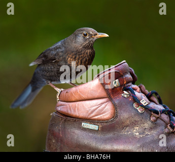 Merlo; Turdus merula; femmina sul vecchio boot a piedi Foto Stock