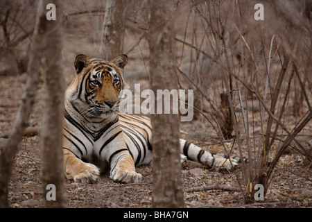 Maschio adulto tigre del Bengala seduti all'interno degli alberi e mantenendo una vigilanza su una preda, Ranthambore India. (Panthera Tigris) Foto Stock